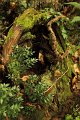 natura 0005